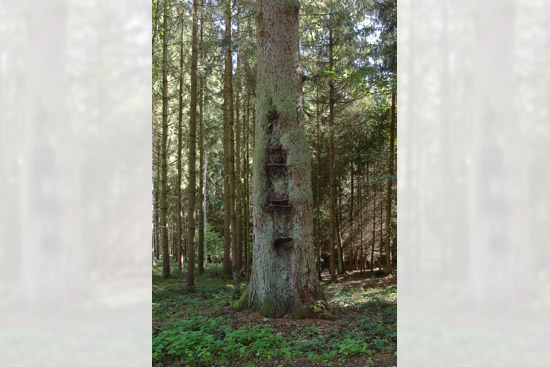 Grossansicht in neuem Fenster: A3 • Kronwittberg - Wegbeschreibung Bild 7 - Fichte Grossansicht in neuem Fenster: A3 • Kronwittberg - Wegbeschreibung Bild 7 - Fichte