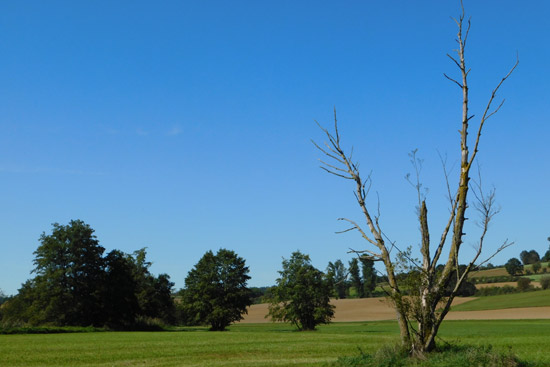 Grossansicht in neuem Fenster: A3 • Kronwittberg - Wegbeschreibung Bild 14 - Kollbachwiesen Rückweg Grossansicht in neuem Fenster: A3 • Kronwittberg - Wegbeschreibung Bild 14 - Kollbachwiesen Rückweg