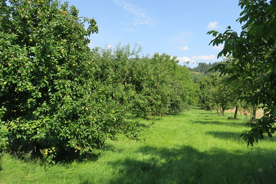 Grossansicht in neuem Fenster: A2 • Höhenweg Haida - Streuobstwiese Grossansicht in neuem Fenster: A2 • Höhenweg Haida - Streuobstwiese