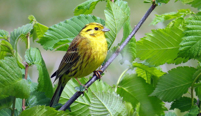 Themenlogo: F2 Vogelstimmen