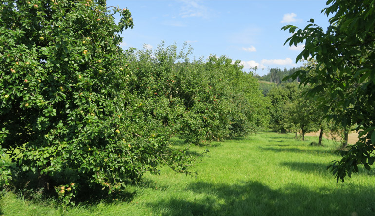 A2 • Höhenweg Haida
