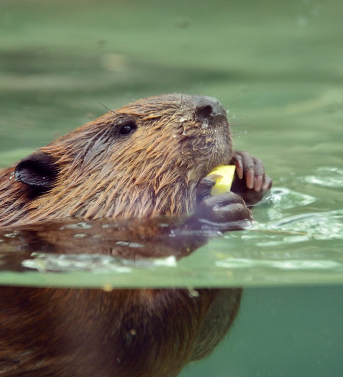 Grossansicht in neuem Fenster: Themenlogo: der Biber