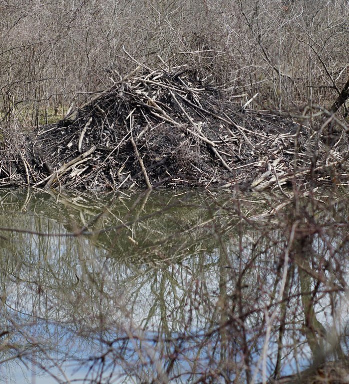 Grossansicht in neuem Fenster: Themenlogo: der Biber