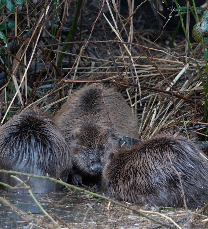 Grossansicht in neuem Fenster: Themenlogo: der Biber