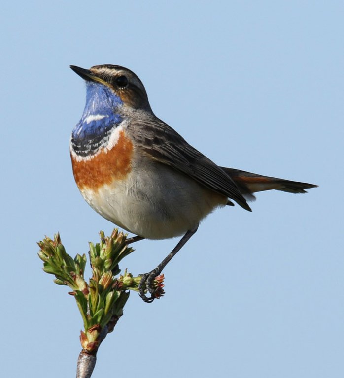 Grossansicht in neuem Fenster: F2 · Vogelstimmen - Blaukehlchen