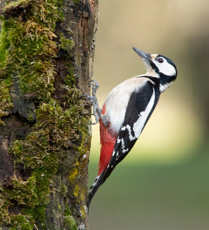 Grossansicht in neuem Fenster: F2 · Vogelstimmen - Buntspecht