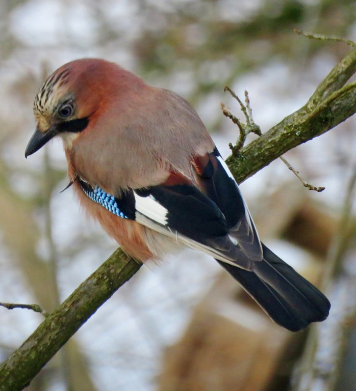 Grossansicht in neuem Fenster: F2 · Vogelstimmen - Eichelhäher