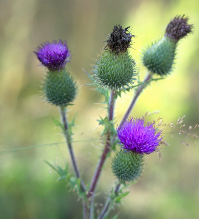 Grossansicht in neuem Fenster: F3 · Kollbachaue - Blumen